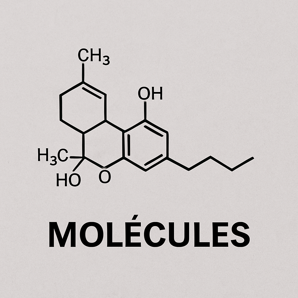 Molécules